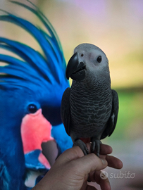 Pappagallo parlante addestrato cenerino