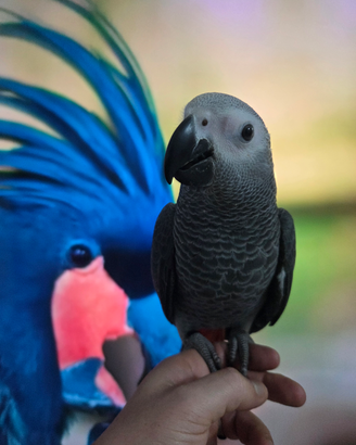 Pappagallo parlante addestrato cenerino