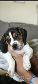Beagle cuccioli