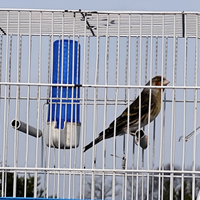 Ibrido di cardellino x canarina