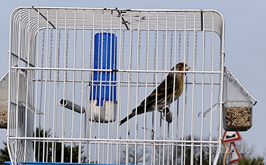 Ibrido di cardellino x canarina