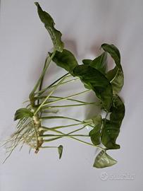 anubias per acquario