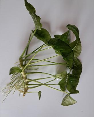 anubias per acquario
