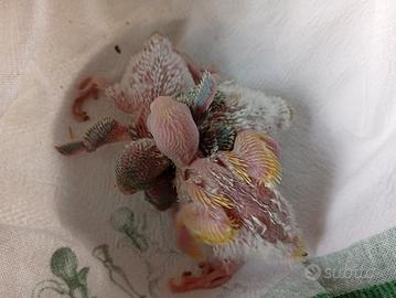 pulli di coccorite 