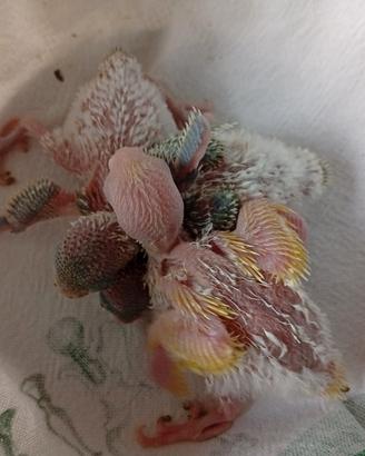 pulli di coccorite 