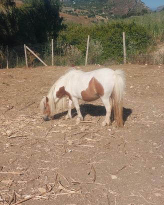 Cavallo pony