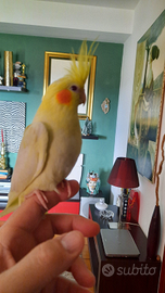 Pappagallo calopsite