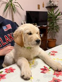 Cuccioli Golden Retriever