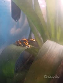 "Rana freccia "Dendrobates
