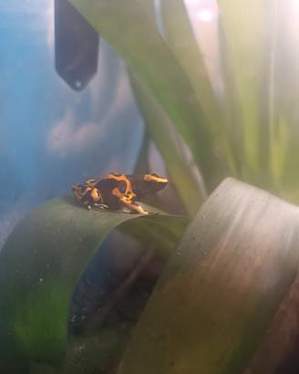"Rana freccia "Dendrobates