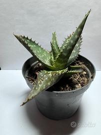 Aloe Maculata