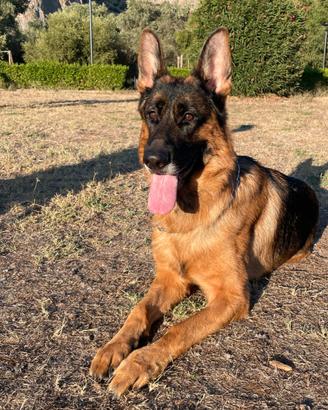 Pastore tedesco maschio per monta