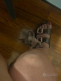 Cuccioli Sphynx