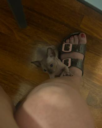 Cuccioli Sphynx