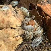 Porcellio Laevis Dalmatian