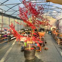 Acero Giapponese Rosso Dissectum 3mt vaso 70cm