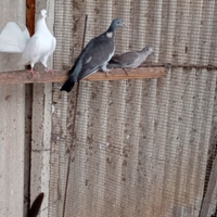 Colombacci e tortore