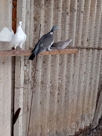 Colombacci e tortore