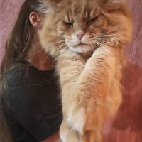 Maine coon MAGNIFICI LEONCINI