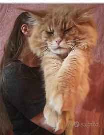 Maine coon spettacolari