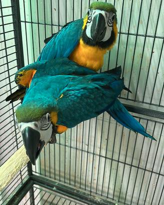 Ara giallo e blu ed altri pappagalli