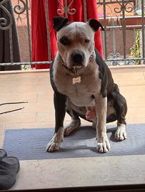 American pitbull terrier per monta