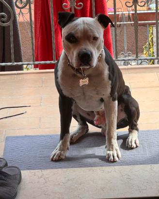 American pitbull terrier per monta