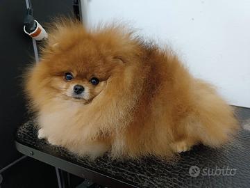 DOLCISSIMO POMERANIA in attesa di famiglia