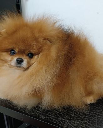 DOLCISSIMO POMERANIA in attesa di famiglia
