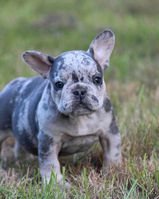 Cuccioo bulldog francese maschio merle