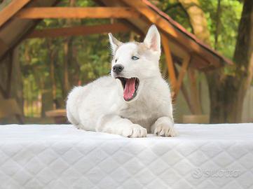 Husky cucciolo