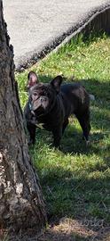 Bulldog francese femmina 2 anni PEDIGREE ENCIC