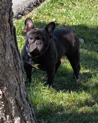 Bulldog francese femmina 2 anni PEDIGREE ENCIC
