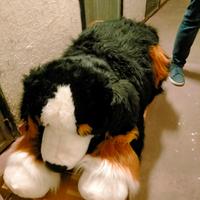 peluche cane dolcissimo lunghi.1 metro altezza 50 