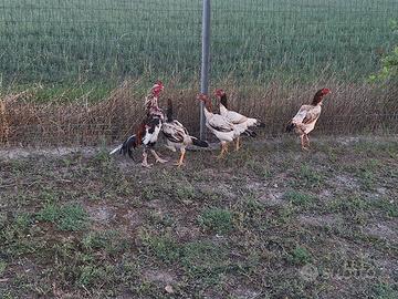 Gallina