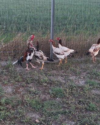 Gallina