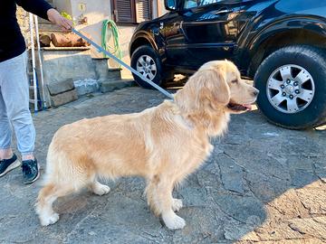 Golden retriver