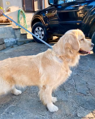 Golden retriver