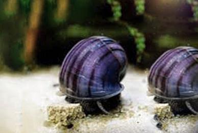 Pesci ampullarie caridine