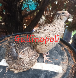 Quaglie jumbo da uovo