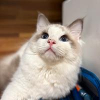 Ragdoll maschio blue bicolore 11 mesi