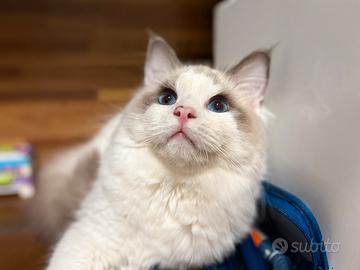 Ragdoll maschio blue bicolore 11 mesi