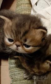 Cuccioli di gattini persiani 