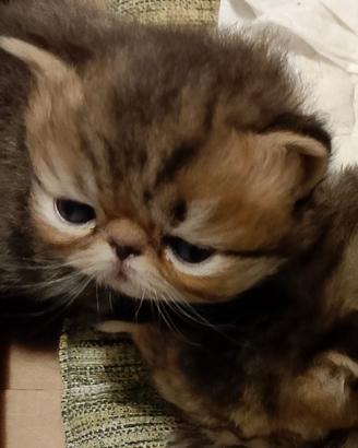 Cuccioli di gattini persiani 