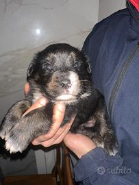 Incrocio rotweiler setter