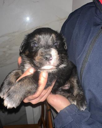Incrocio rotweiler setter