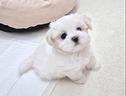 cucciolo-di-maltese-con-pedigree