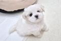 Cucciolo di Maltese con Pedigree