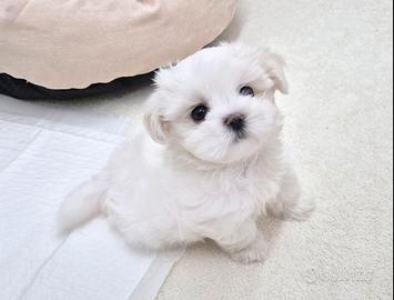 Cucciolo di Maltese con Pedigree
