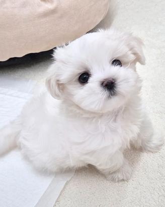 Cucciolo di Maltese con Pedigree